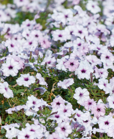 A field of white flowers with purple centers. The flowers are in full bloom and are scattered throughout the field. Concept of beauty and tranquility, as the flowers are a symbol of nature's beautyの写真素材
