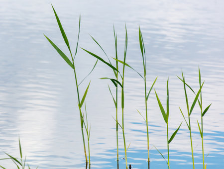 A group of green plants are floating on the surface of a body of water. The water is calm and clear, and the plants are arranged in a way that creates a sense of depth and movementの写真素材