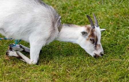 A goat is grazing on grass in a field. The goat is white and brownの写真素材