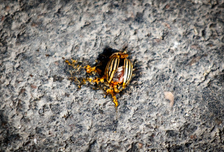 A bug is laying on the ground. The bug is yellow and blackの写真素材