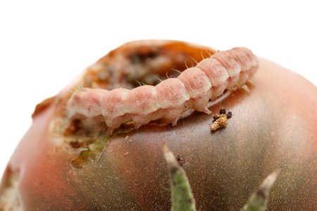 A tiny brown and white caterpillar is making its way across a tomato. The caterpillar is small and...