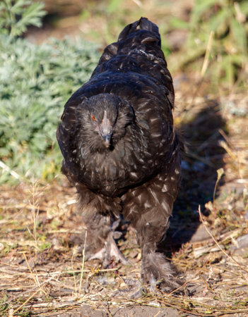 A black chicken is standing in the grass. The bird is looking at the camera. The image has a calm and peaceful moodの写真素材