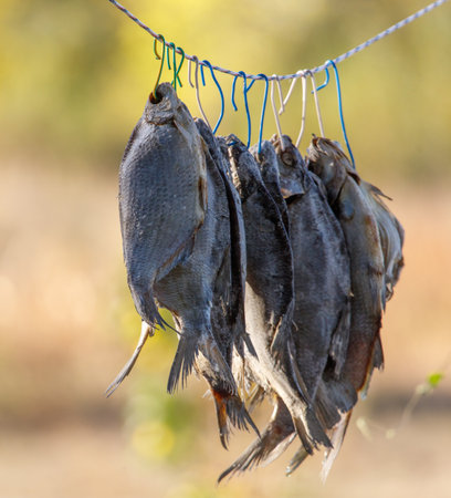 A bunch of fish hanging on a line. The fish are dried and have a somewhat sad appearance.の写真素材