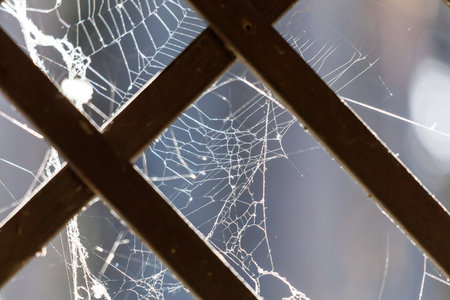 A spider web is seen through a window, with the web itself being made of spider silk. The web is very thin and delicate.の写真素材