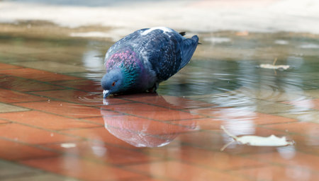 A pigeon is drinking water from a puddle. The reflection of the bird can be seen in the waterの写真素材