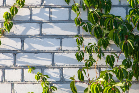 A brick wall with green ivy growing on it. The ivy is reaching up to the top of the wallの写真素材