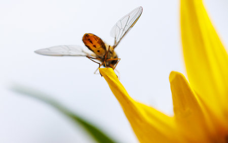 A yellow flower with a bug on it. The bug is a flyの写真素材