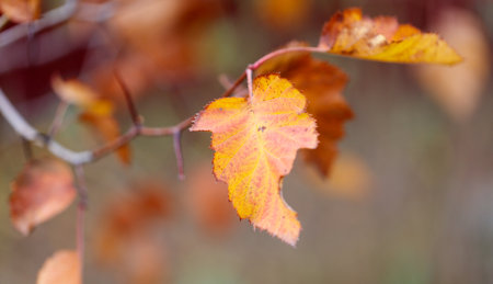 A leaf is hanging from a tree branch. The leaf is yellow and has brown spots. The branch is bare and the leaf is the only sign of lifeの写真素材