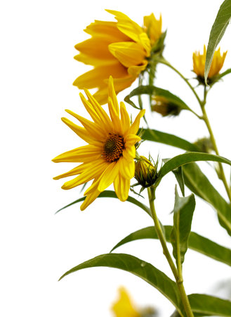 A yellow flower with a green stem. The flower is surrounded by green leavesの写真素材