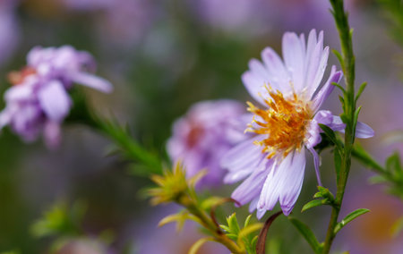 A close up of a purple flower with a yellow center. The flower is surrounded by green leavesの写真素材