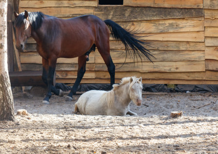 A brown horse is standing next to a white horse. The white horse is laying down on the groundの写真素材