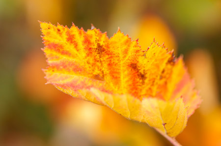 A leaf with a brown spot on it. The leaf is in the foreground