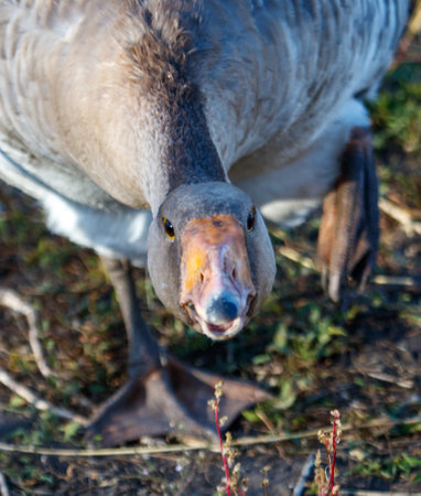 A duck is looking at the camera with its beak open. The duck is standing on a grassy areaの写真素材