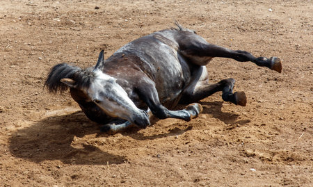 The horse is lying on the ground.の写真素材