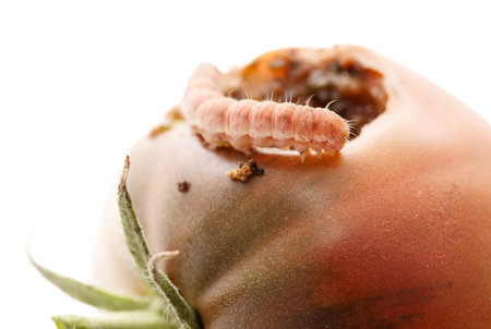 A small insect is eating a tomato. The tomato is partially eaten and has a hole in itの写真素材