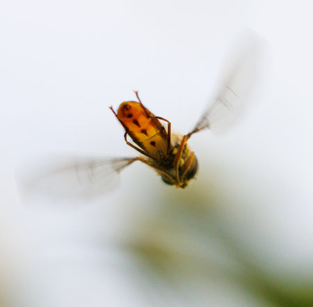 A yellow and brown insect is flying in the air. The insect is a bee. The bee is in the middle of the...