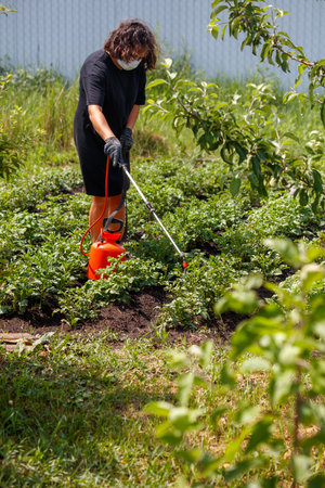 A girl treats potato leaves with a substance against the potato beetle.