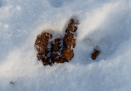 Dog droppings in the snow in winter.の写真素材