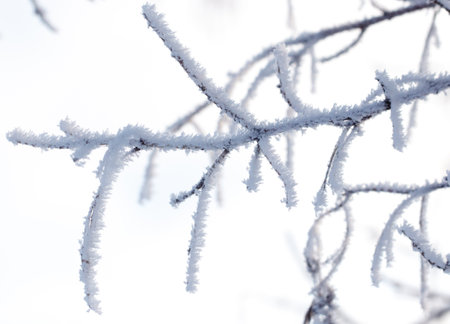 A branch covered in snow and ice. The branch is covered in ice and snow, and it looks like it's been...