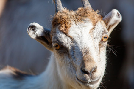 Portrait of a goat on a farm.の写真素材