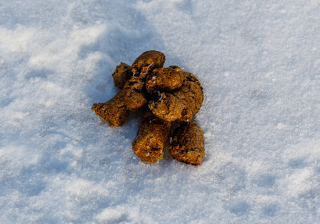 Dog waste in the snow in winter.の写真素材