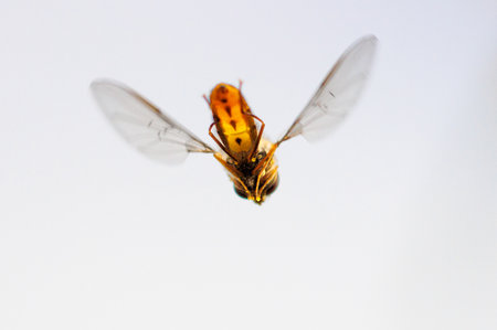 A yellow and brown insect is flying in the air. The insect is a bee. The bee is in the middle of the...