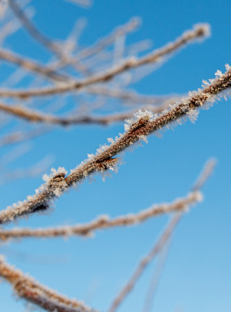 A branch covered in frost and snow. The sky is blue and clear. The branch is bare and has no leavesの写真素材