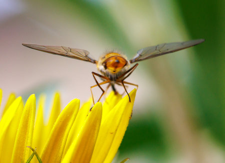 A yellow flower with a brown and orange insect on it. The insect is a fly. The flower is yellow and...