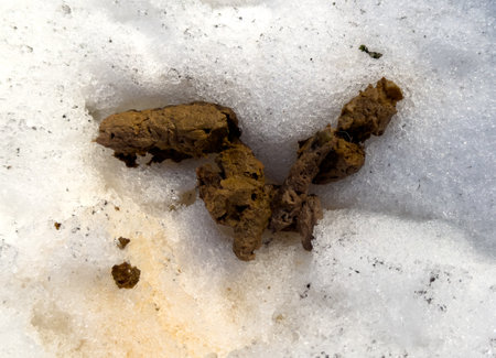 Dog excrement in the snow in winter.