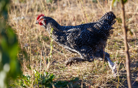 A chicken is running through a field of tall grass. The chicken is black and white with red eyesの写真素材
