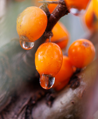 Orange sea buckthorn with water drops on tree branches. Macro.