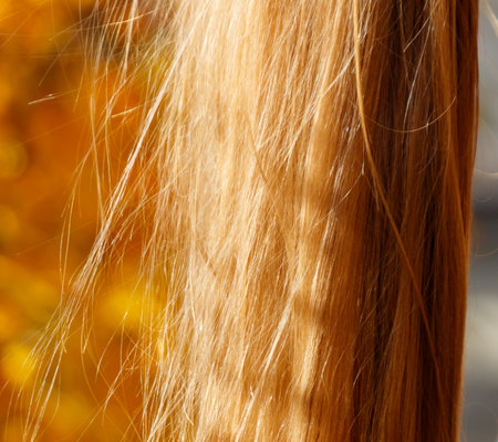 A woman's hair is long and has a lot of split ends. The hair is brown and dry.の写真素材