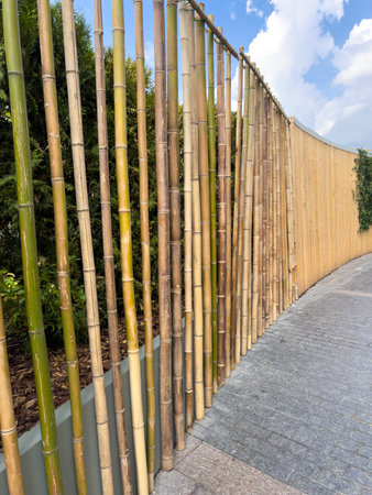 A row of bamboo sticks are lined up along a walkway. The bamboo is brown and green, and the walkway is made of concreteの写真素材