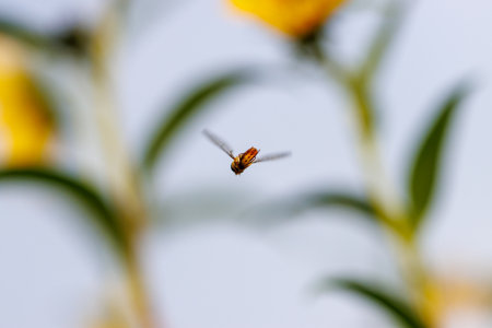 A fly is flying in the air above a yellow flower. The image has a sense of freedom and lightness, as the fly is soaring through the air with easeの写真素材