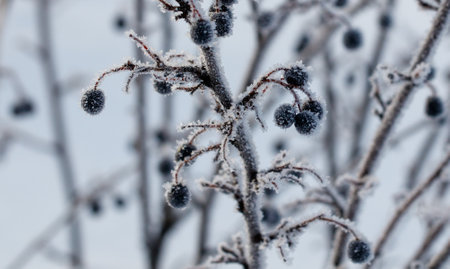 A cluster of black berries are covered in snow. The snow is white and fluffyの写真素材