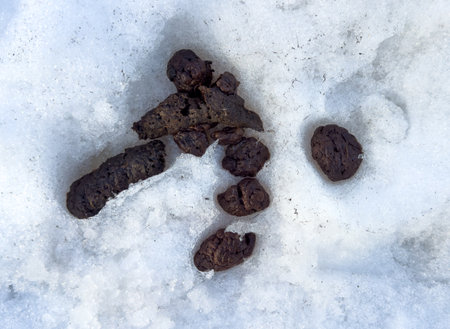 Dog droppings in the snow in winter.