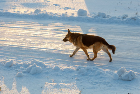 A dog is walking on a snowy road. The dog is brown and black. The road is covered in snow