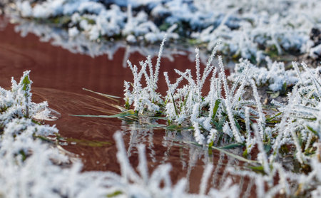 A field of grass covered in frost and snow. The grass is frozen and the water is murkyの写真素材