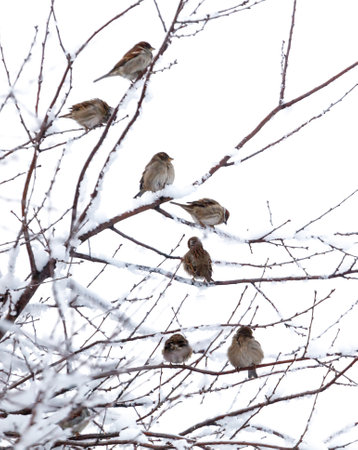 A group of birds are sitting on a tree branch covered in snow. Concept of peace and tranquility, as the birds are enjoying the winter weather and the beauty of the snow-covered treeの写真素材