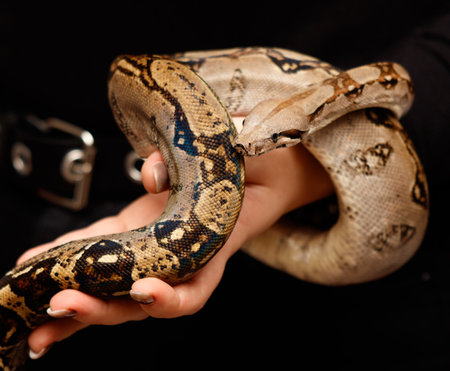 A person is holding a snake in their hand. The snake is brown and has a pattern on its skinの写真素材