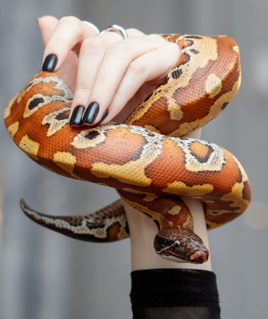 A woman is holding a snake with a black and orange pattern. The snake is curled up and he is resting on her armの写真素材