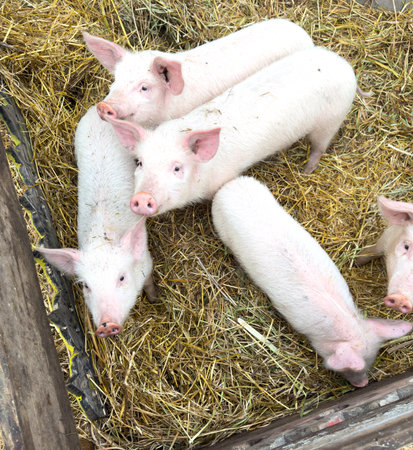 A group of white pigs are standing in a pen with hay. The pigs are all looking at the camera