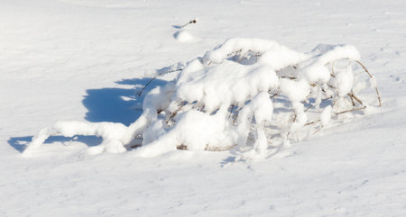 A branch covered in snow is laying on the ground. The snow is white and the branch is brown. The image has a peaceful and serene mood, as the snow covers the branchの写真素材