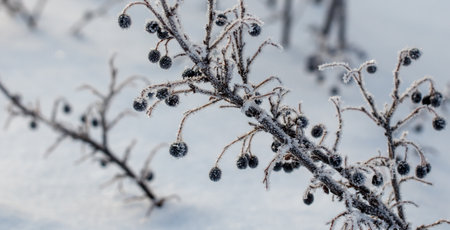 A branch covered in snow and berries. The snow is white and the berries are black. The branch is bare and the snow is covering itの写真素材