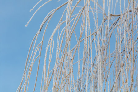 A tree with a lot of snow on it is in front of a blue sky. The tree is tall and has a lot of branches. The sky is clear and bright, making the tree look even more majesticの写真素材