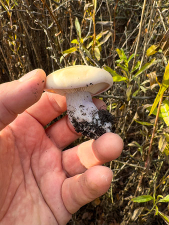 A hand holding a mushroom with dirt on it. The mushroom is white and has a brownish tingeの写真素材