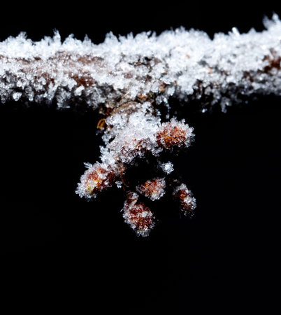 A branch covered in snow and ice. The branch is the only thing visible in the image. Scene is serene and peaceful, as the snow and ice create a calm and quiet atmosphereの写真素材