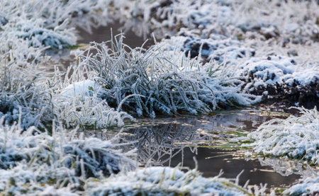 A field of grass covered in frost and snow. The grass is frozen and the water is murkyの写真素材