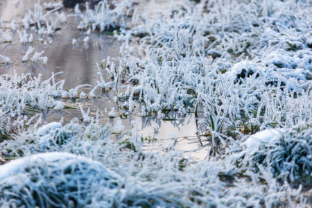 A field of grass covered in frost and snow. The grass is frozen and the water is murkyの写真素材