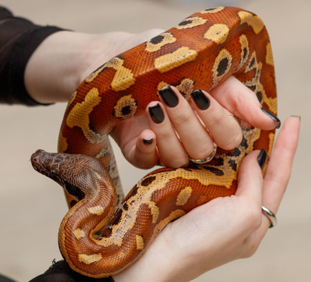 A person is holding a snake in their hand. The snake is brown and black, and it has a pattern on its...